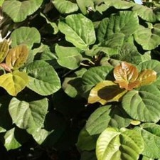 Rarest Ficus Auriculata 'Everest' (the Roxburgh fig, Elephant ear  3 cuttings
