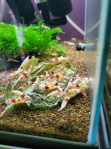 Lot crevettes - lot, 10