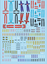 safety belt f1 race rally 1/43le mans decal decal easy installation