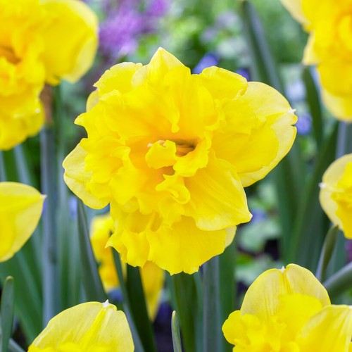 Bulbes jonquilles rustique - bulbes,