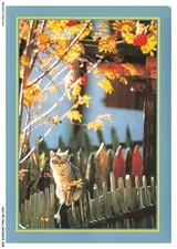 ASHP5-0284-CAT - CAT ON A WOODEN FENCE