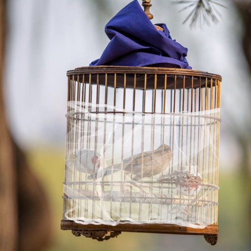 Cage oiseaux mesh - à,