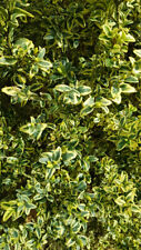 Buxus sempervirens 'Elegans' / Buis panaché / Conteneur de 5 à 6 litres