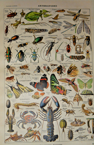 Lot livre larousse - livre, universel