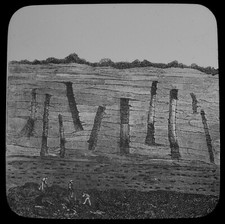 LEPIDODENDRONS IN THE TREUIL MINE FRANCE C1890 Magic Lantern Slide COAL MINING