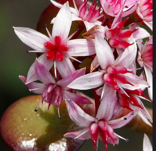 Crassula ovata arbre de jade - arbre,