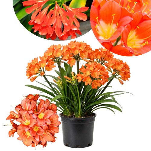 Orange clivia miniata live - orange,