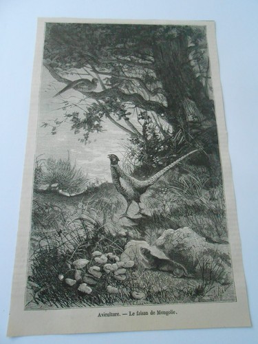 Gravure 1876 aviculture le - -,