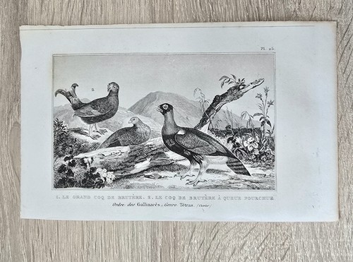 Gravure originale sur cuivre