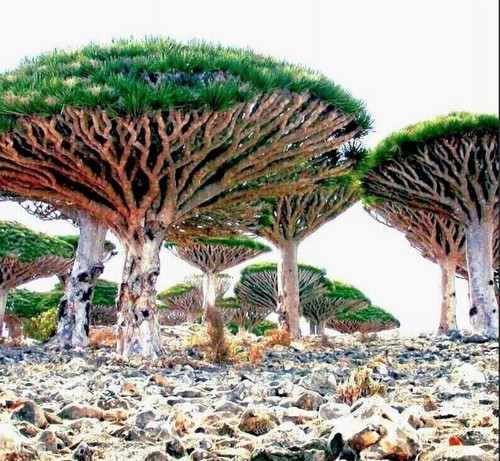 Dragon blood tree seeds - blood,
