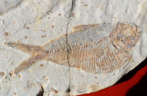 Poisson fossile crétacé - poisson, du