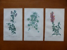 3 Gravures couleur - Botanique