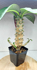 Pachypodium baronii