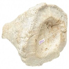 Corail fossile cnidaire