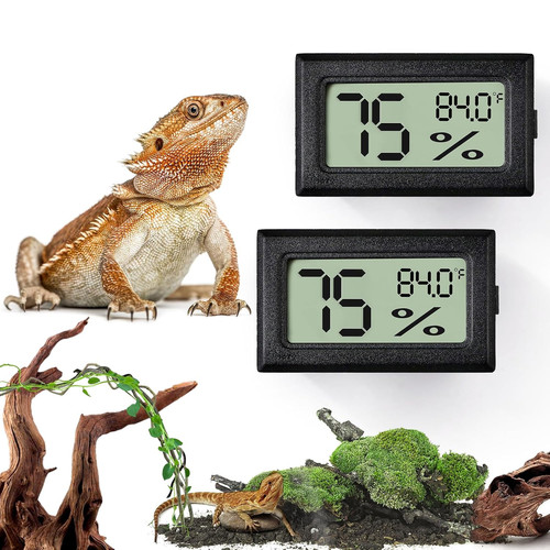 Bearded dragon tank - dragon,