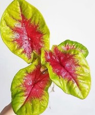 AUTHENTIC Caladium  Lemon Blush 1 bulbs