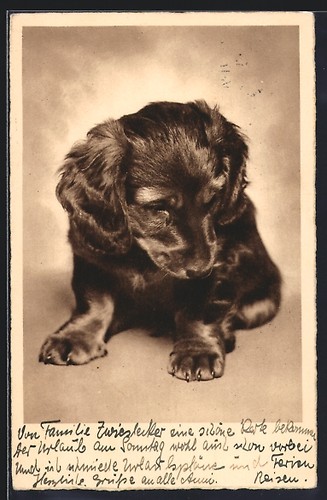Carte postale petit chiot
