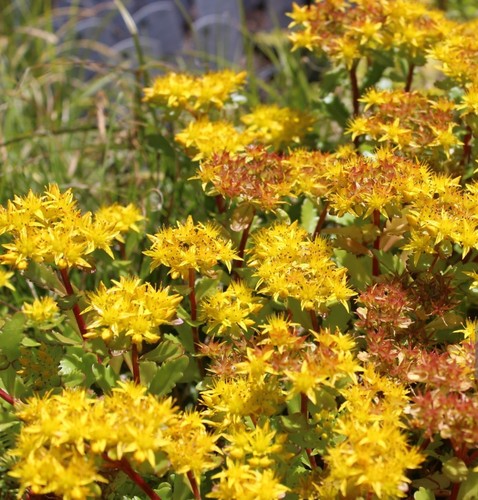 Lot succulentes - 🌿🔥,