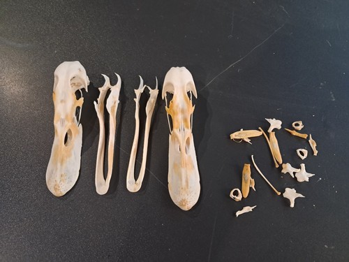 Lot crânes canard - de,