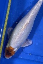 10-inch Showa Tancho Koi, unique markings Black Swamp Koi Farms
