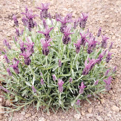 Lot graines de - lot,