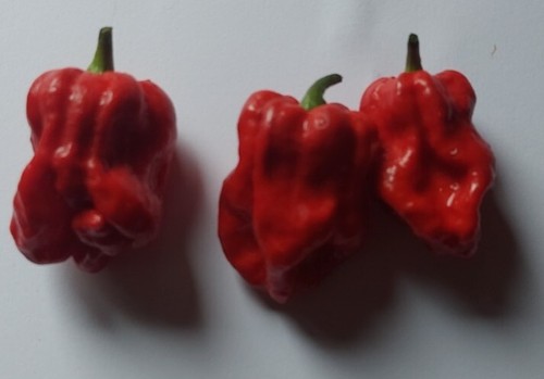Graines piment violet - 20,