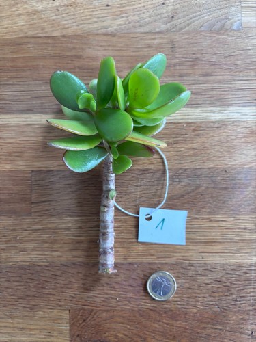 Crassula ovata arbre jade - ovata, de