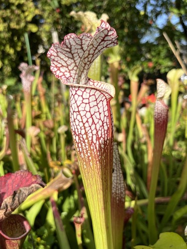 Graines sarracenia - graines, de