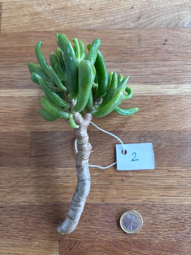 Crassula ovata gollum - ovata, n°2