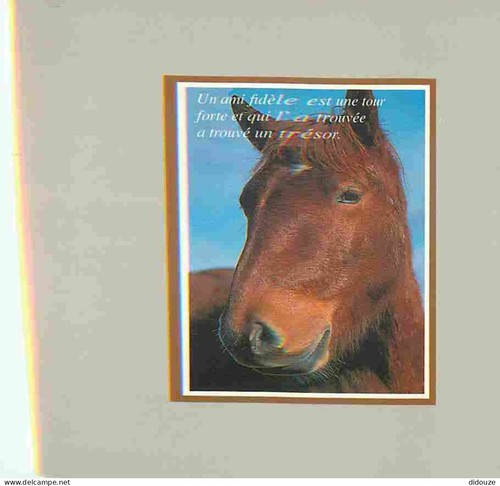 Postcard animals horses - horses,