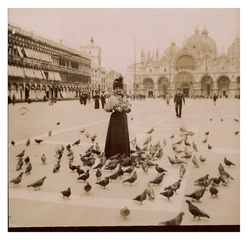 Italie venise les pigeons de - italie,,