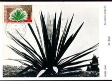 FLORA AGAVE SISAL CACTUS CACTI PLANT 1960 MADAGASCAR MAXIMUM CARD FDC