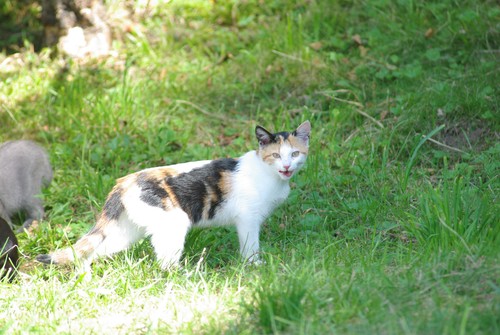 Sacs croquettes chat bengale - croquettes,