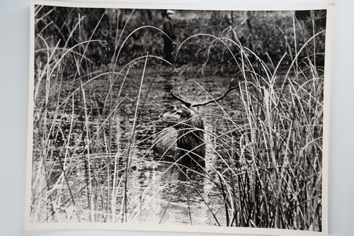 Photo argentique france chasse - photo,