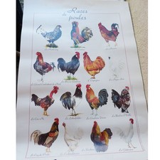 AFFICHE POSTER 70/50  RACES DE