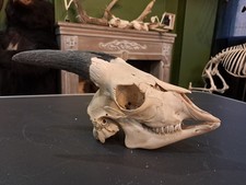 Crâne de chèvre juvénile