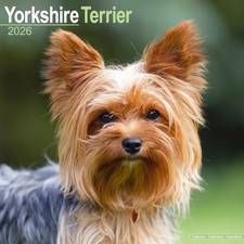 Calendrier 2026 - YORKSHIRE TERRIER