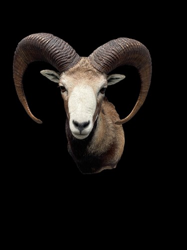 Beautiful white faced - beautiful, mouflon