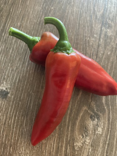 Graines bio piment - bio, gorria