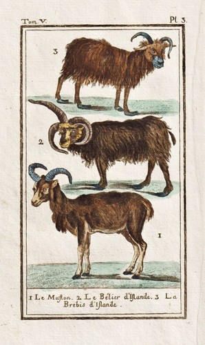 Mouflon mouton gravure - gravure, en