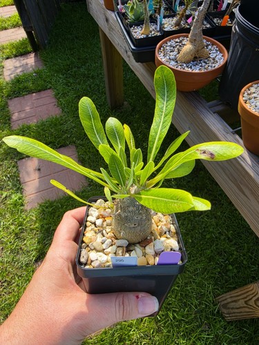 Pachypodium densiflorum live - pachypodium,
