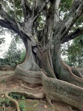 Moreton Bay Fig - Ficus