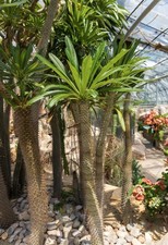 Pachypodium rosulatum var