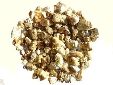 Vermiculite - SEM06