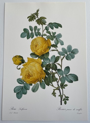 Botanique rosier jaune - rosier, de