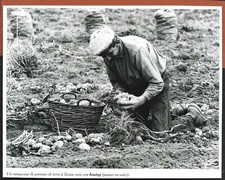 2002 -- A POTATO PICKER IN SIZUN. 4B439