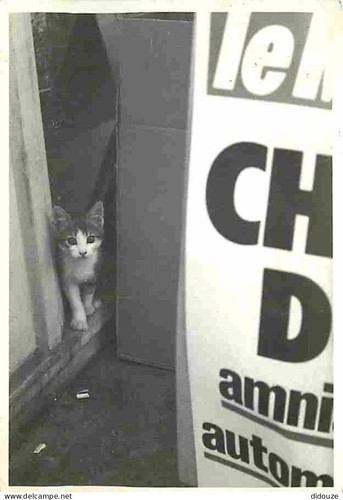 Carte postale animaux - postale,