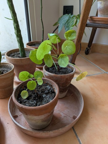 Plantes intérieur vertes - plantes,