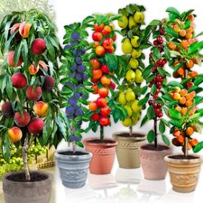 Lot de 4/8 Arbres fruitiers Colonnaires - 80/110 cm - Cerise, Pomme, Poire...