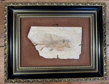 Fossile de poisson sur pierre dans un bel encadrement